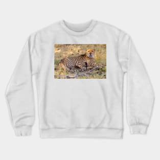 Panting Cheetah Resting in the Shade Crewneck Sweatshirt